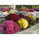 Хризантема микс ø22 h20 - 35 см