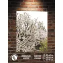 Картина Полицентр Цветы сакуры весной в парке 40x30 см