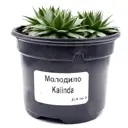 Молодило ø9 h15 см