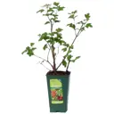 Калина обыкновенная Бульденеж ø12 h30 см