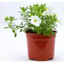 Калибрахоа ø12 h20 см