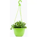 Бакопа ø21 h35 см