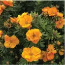 Лапчатка кустарниковая Мармелад ø20 h40 см