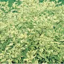 Дерен белый Крим Крекер ø20 h50 см