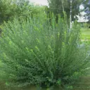 Ива гибрид Шабурова Маяк-2 ø20 h70 см