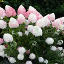 Гортензия метельчатая Пинк энд Роуз ø20 h30 см