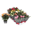 Роза Кордана Гранде микс ø10.5 h27.5 см