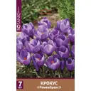 Крокус крупноцветковый Ремембранс луковицы 8/9
