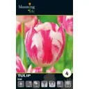 Тюльпан Триумф Магнифика Дайди луковицы 12