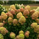 Гортензия метельчатая Литтл Лайм ø20 h30 см