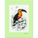 Постер Даринчи №26 Тукан 40x30 см