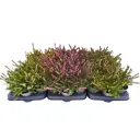 Эрика Дарлиенсис микс ø9 h15 см