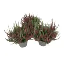 Калунна Твин Герлс ø13 h27 см