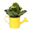 Каланхоэ микс ø7 h13 см