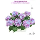 Искусственное растение Гортензия Фитопарк лиловая в ящике 35 см