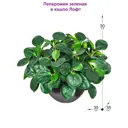 Искусственное растение Фитопарк Пеперомия в кашпо Лофт 30 см