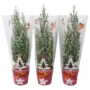 Хвойные деревья Кипарисовик Конверт со снегом ø9 h32 см