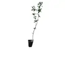 Смородина красная Мармеладница