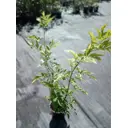 Бузина Аурея ø17 h20 - 30 см