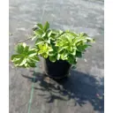 Пахизандра верхушечная ø17 h10 см