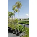 Кёльрейтерия метельчатая ø35 h200 - 250 см