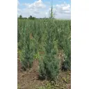 Можжевельник Блю Арроу ø60 h140 - 160 см