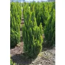 Кипарисовик Элвуди Голд ø60 h120 - 140 см