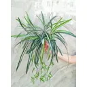 Искусственное растение Фитопарк Хлорофитум 45x45 см