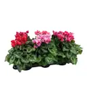 Цикламен Фантазия ø13 h25 см