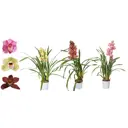 Цимбидиум 1Т5 микс ø12 h50 см