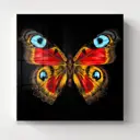 Картина без рамки Postermarket Бабочка 40x40 см