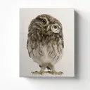 Картина без рамки Postermarket Сова 50x40 см