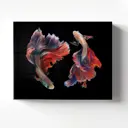 Картина на стекле Postermarket "Бойцовые рыбки" 50x40 см