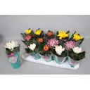 Хризантема Флауэр микс ø14 h35 см