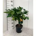 Цитрофортунелла Лимон ø18 h60 см