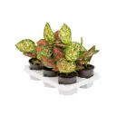 Аглаонема Крета ø12 h35 см