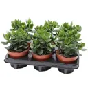 Крассула Овата Бэйсик ø12 h18 см