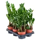 Замиокулькас Замифолия ø12 h50 см