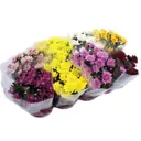 Хризантема Грандесса микс ø13 h25 см