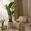 Стрелиция Регина ø22 h130 см