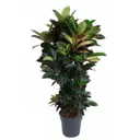 Кодиеум Миссис Айстон ø27 h120 см