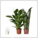 Спатифиллум Верди ø17 h75 см