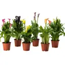 Калла микс ø12 h35 см