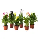 Калла микс ø14 h40 см