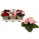 Глоксиния Соната микс ø13 h20 см