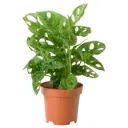 Монстера Адансона ø12 h25 см