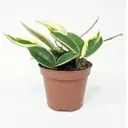 Хойя Кримсон Квин ø12 h20 см