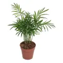 Хамедорея Элеганс ø17 h55 см