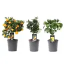 Цитрус Каламон оранж микс ø14 h45 см