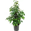 Фикус пирамидальный Экзотика ø21 h105 см